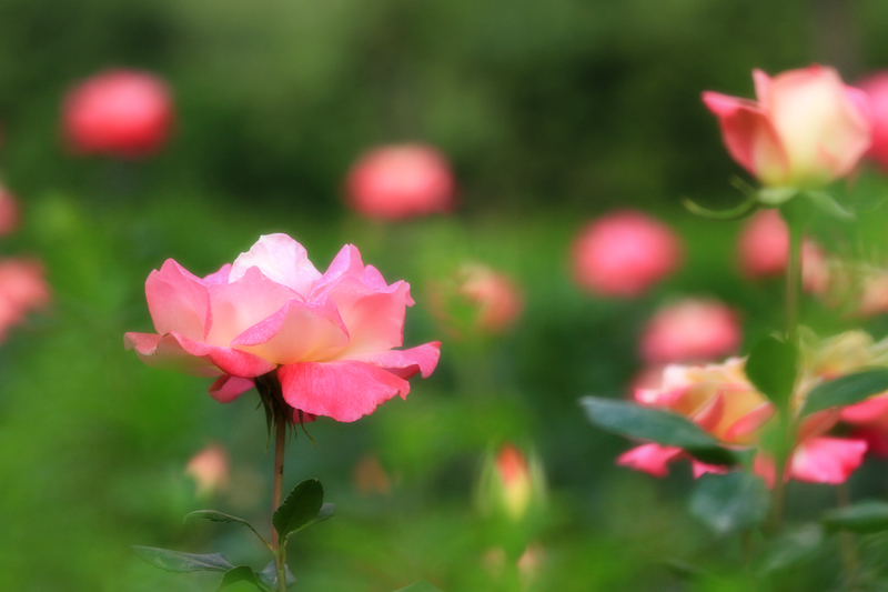 玫瑰花 011.jpg