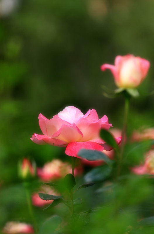 玫瑰花 014.jpg