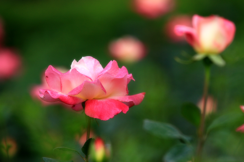 玫瑰花 015.jpg