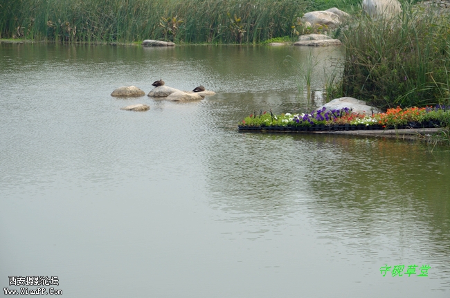 DSC_0195.jpg