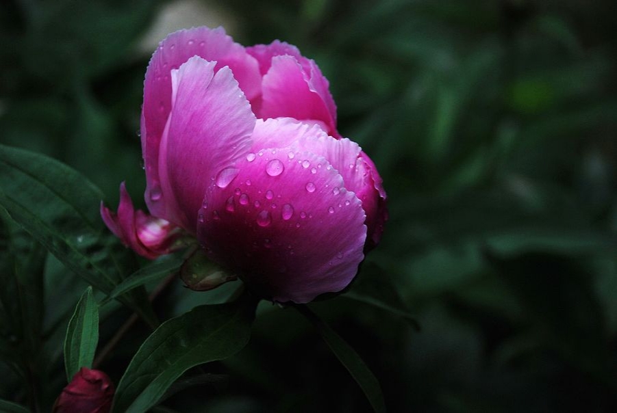 芍药花