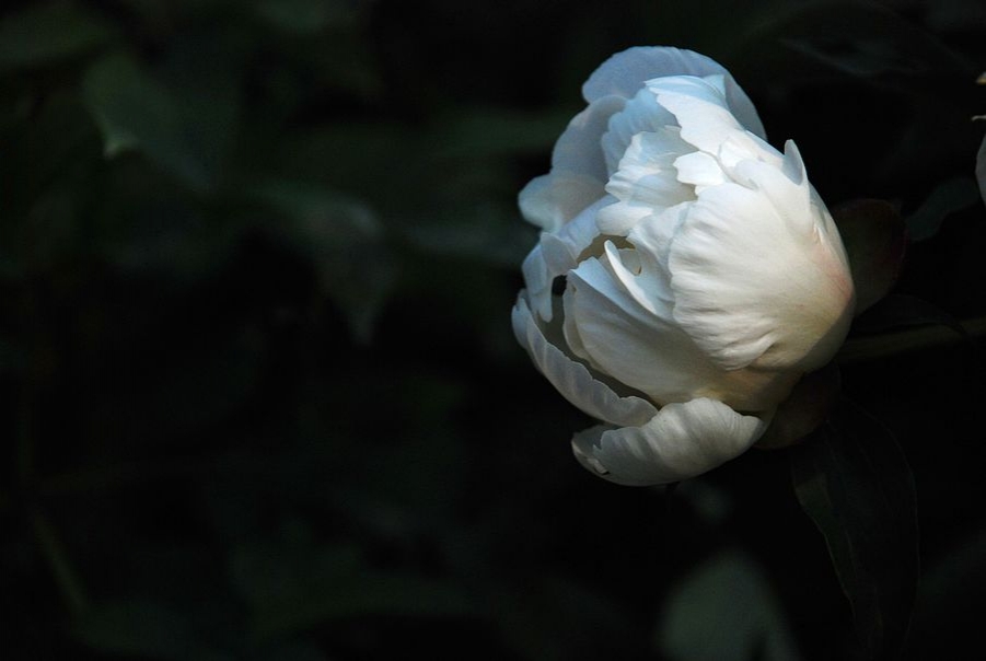 DSC_0445.JPG