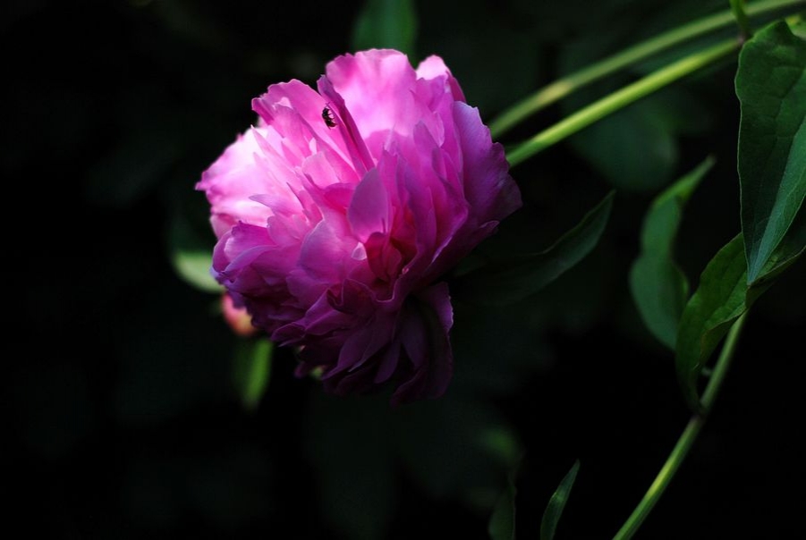DSC_0087.JPG