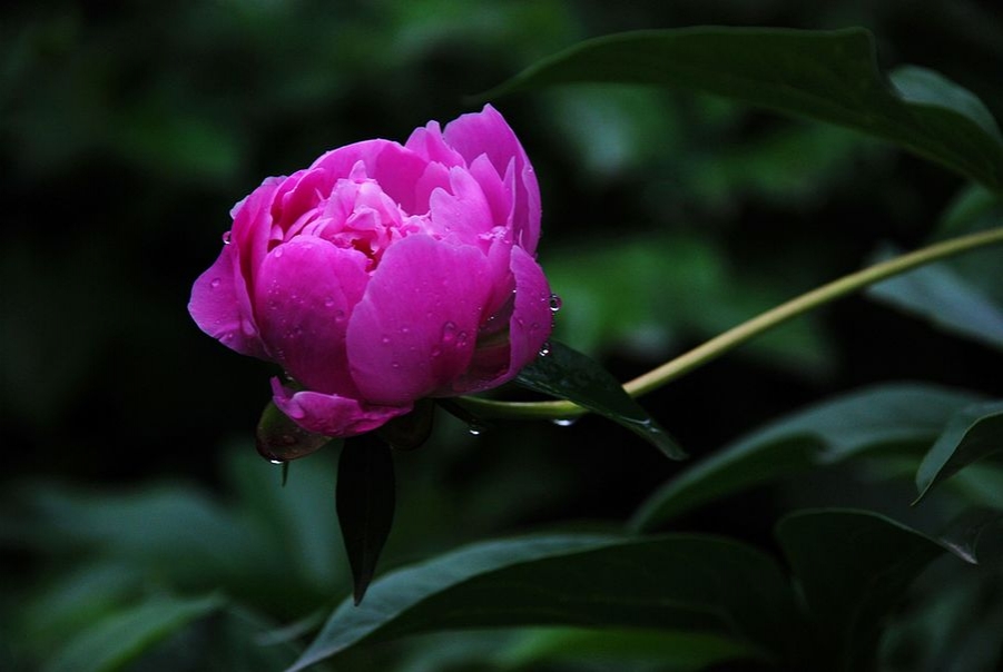 DSC_0337.JPG