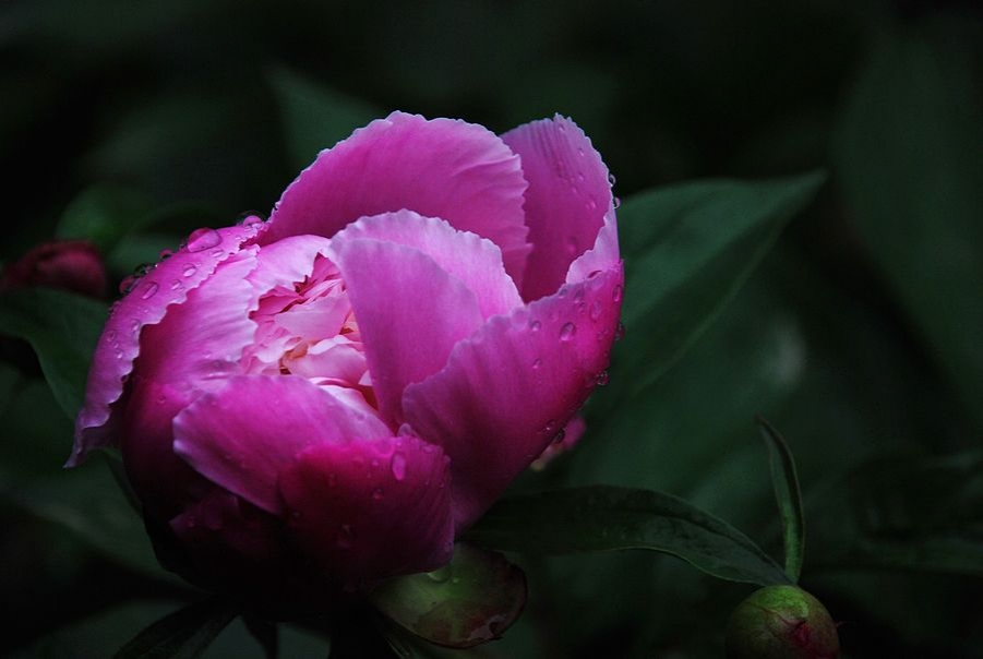 DSC_0354.JPG