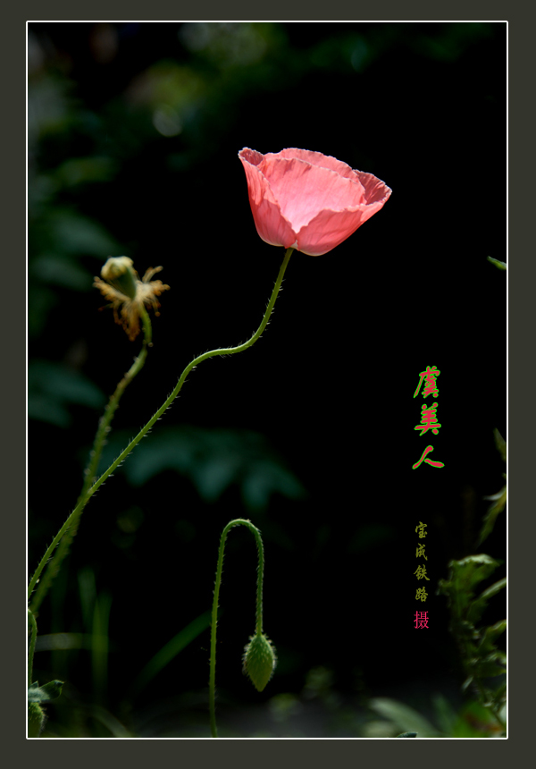 虞美人 (15).jpg