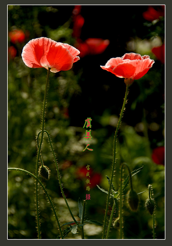 虞美人 (16).jpg