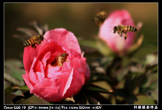 IMG_4204空中芭蕾.JPG