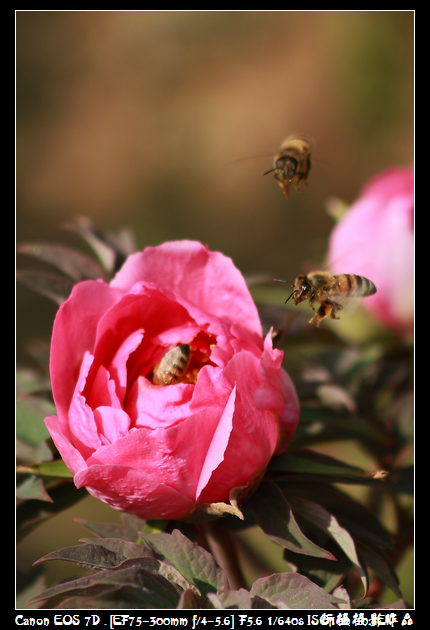 IMG_4205空中芭蕾.JPG