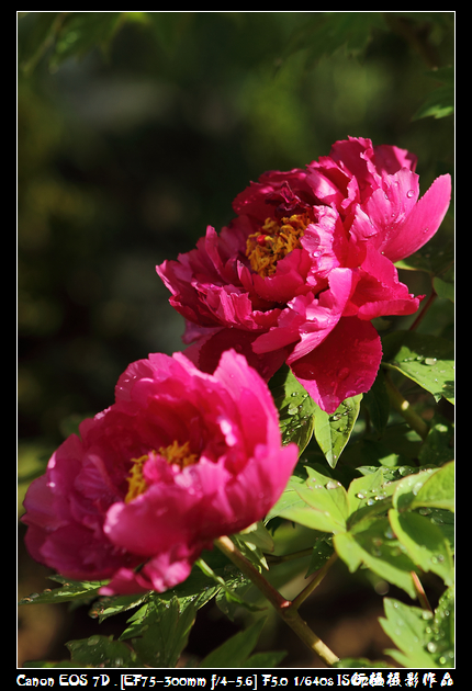 IMG_4154空中芭蕾.JPG