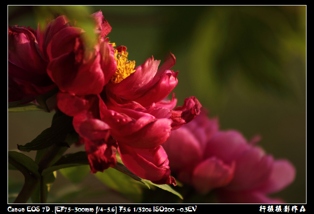 IMG_4245空中芭蕾.JPG