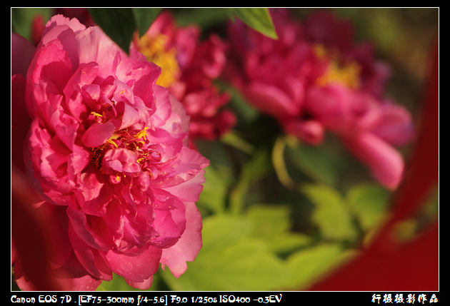 IMG_4251空中芭蕾.JPG