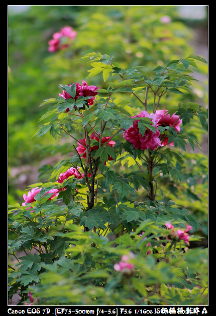 IMG_4258空中芭蕾.JPG