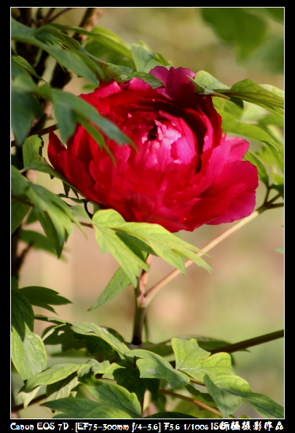 IMG_4279空中芭蕾.JPG