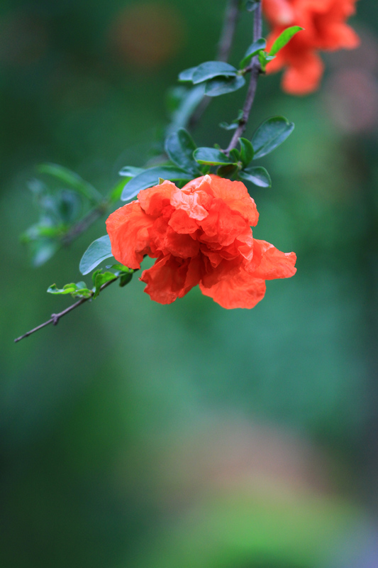 石榴花 007.jpg