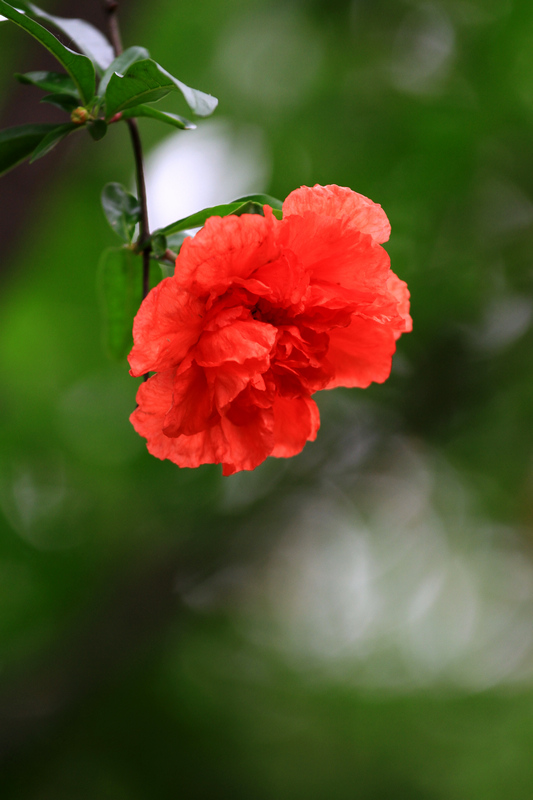 石榴花 011.jpg