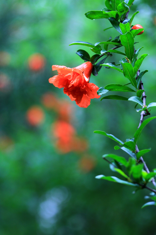 石榴花 022.jpg