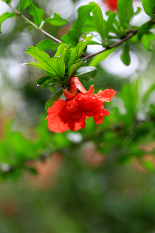 石榴花 024.jpg