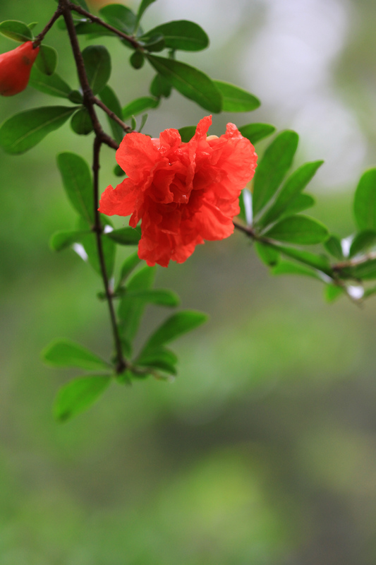 石榴花 032.jpg