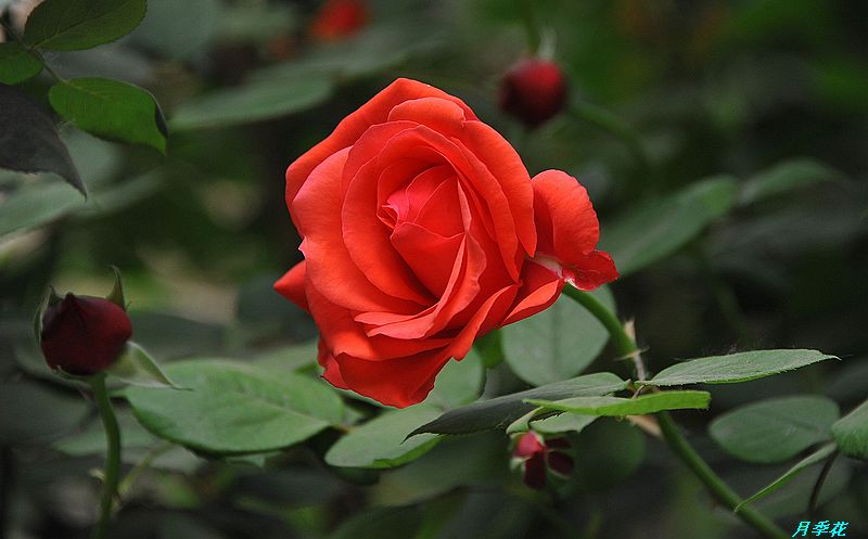 0SC_3246.jpg