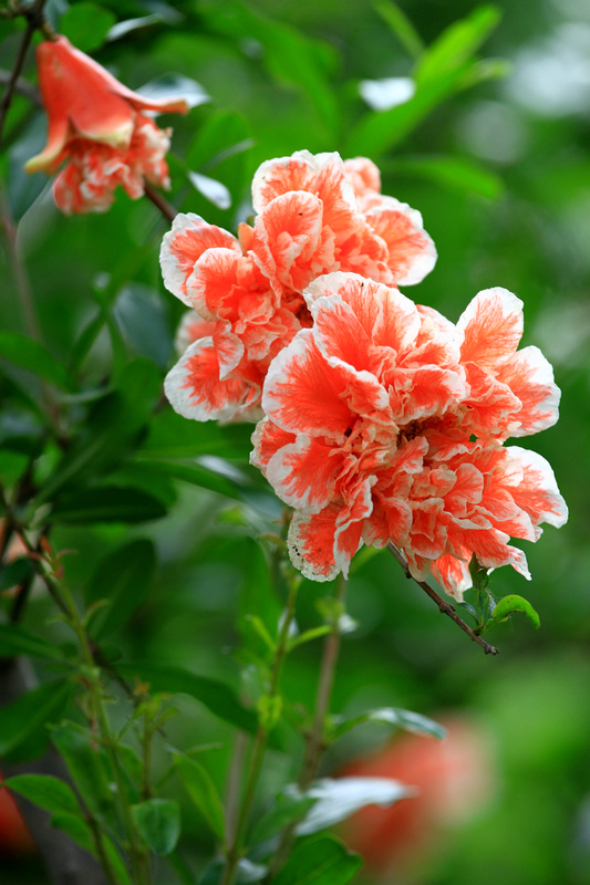 石榴花 039.jpg