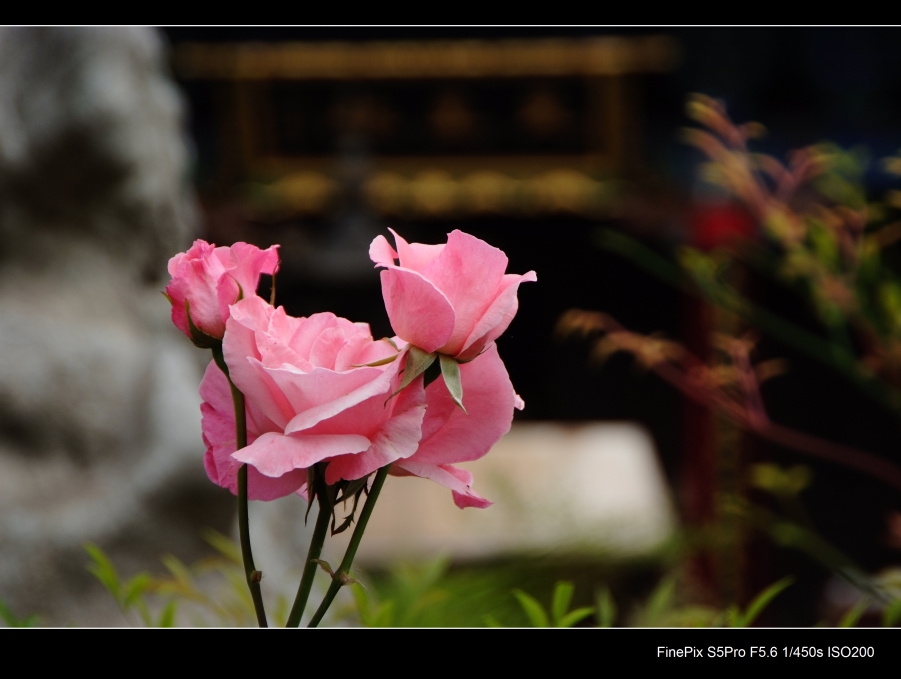 DSCF0012.JPG