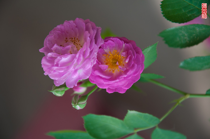 DSC_1520.jpg