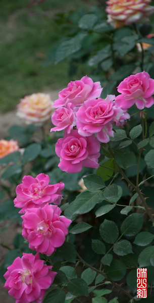 DSC_1929.jpg