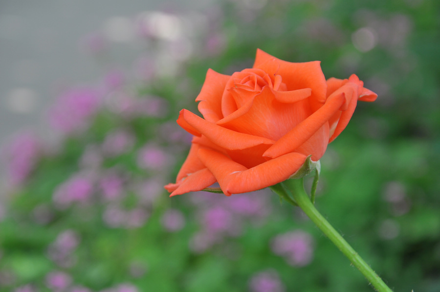 DSC_8036.JPG
