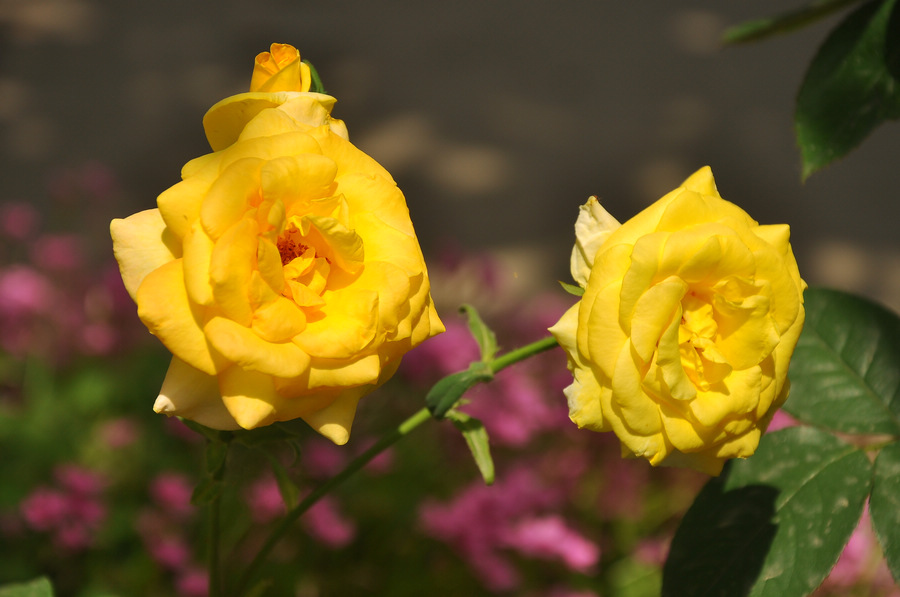 DSC_8045.JPG