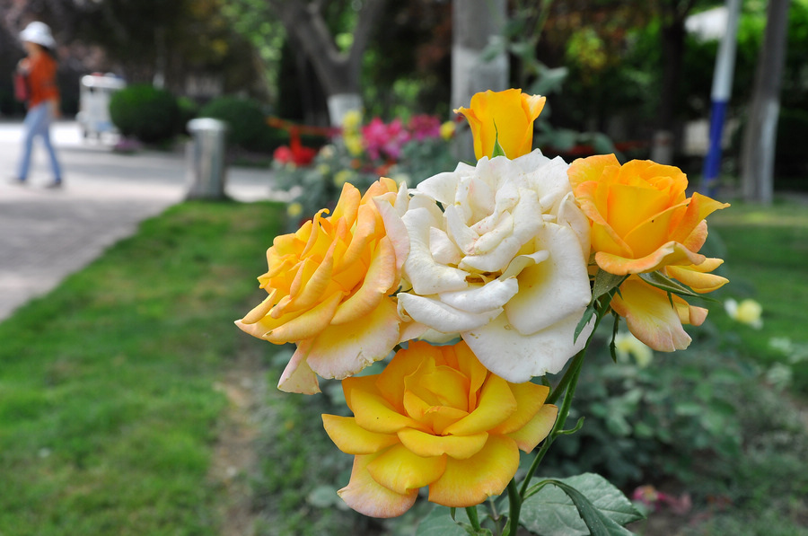 DSC_8068.JPG