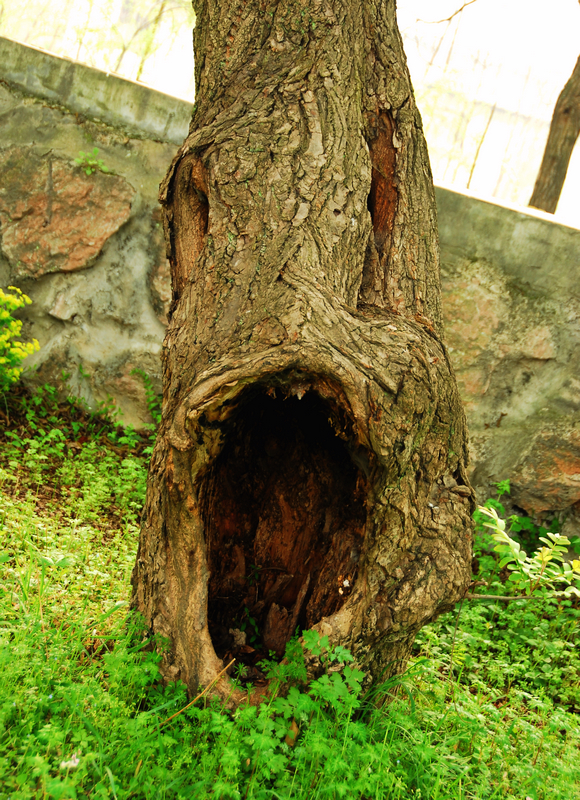 DSC_0243.JPG
