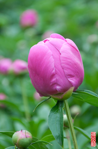 DSC_1325.jpg