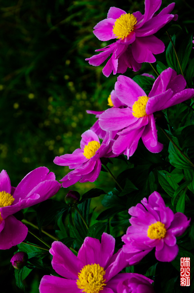 DSC_1338.jpg