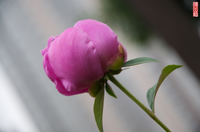 DSC_1405.jpg