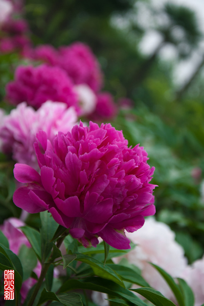 DSC_1716.jpg