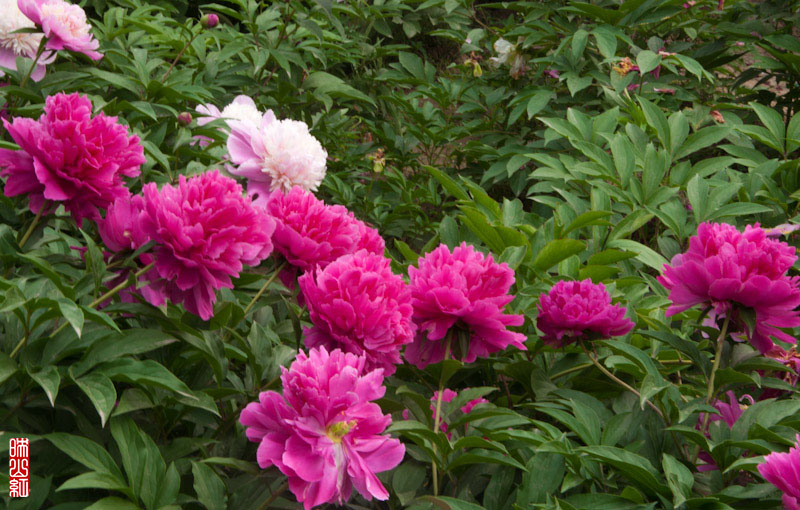 DSC_1742.jpg