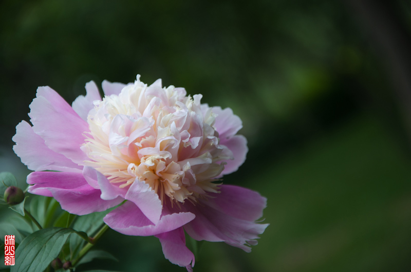 DSC_1797.jpg