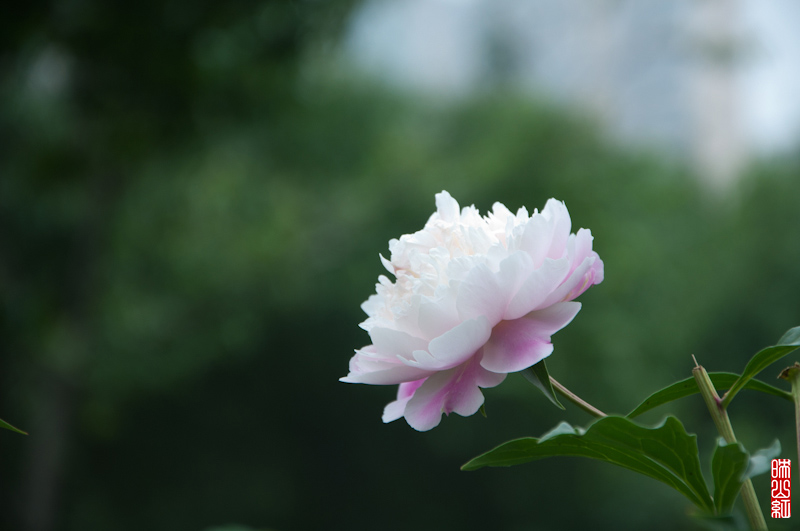 DSC_1810.jpg