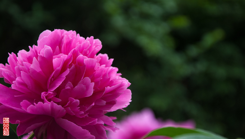 DSC_1817.jpg