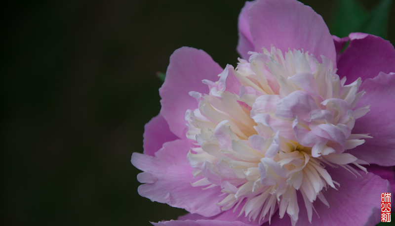 DSC_1826.jpg