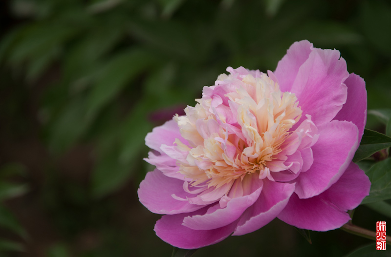 DSC_1832.jpg