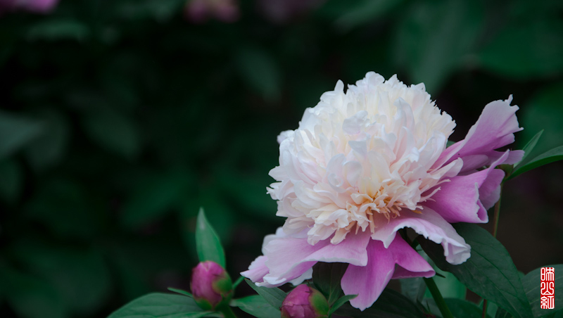 DSC_1937.jpg