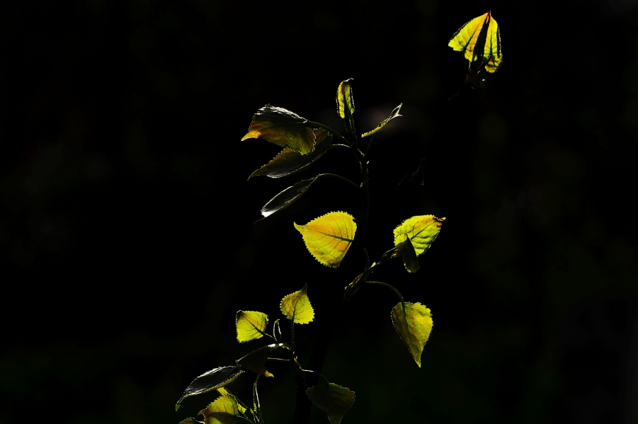 DSC_2777.JPG