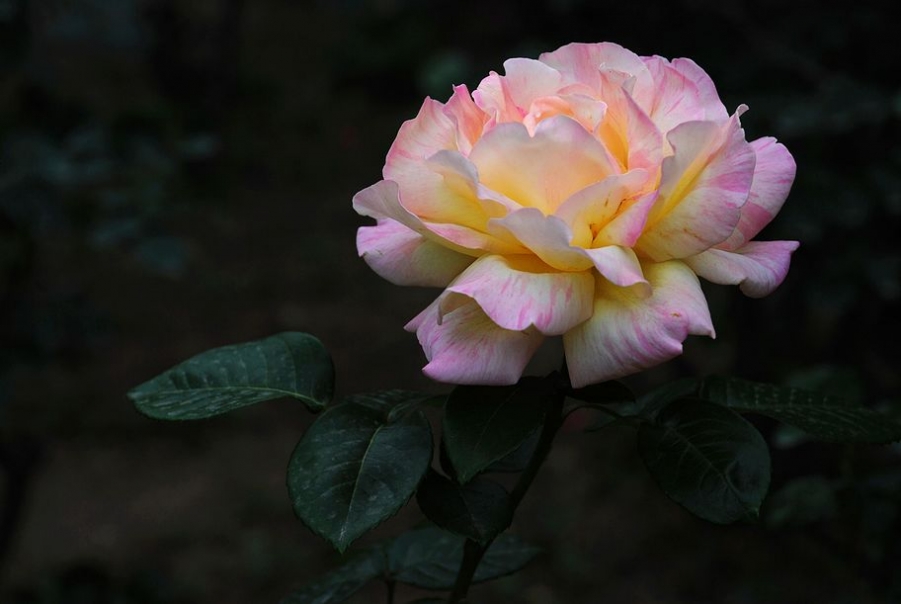 DSC_0068.JPG