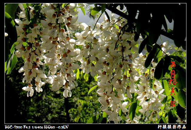 DSC00750.JPG