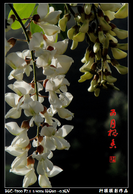DSC00752.JPG