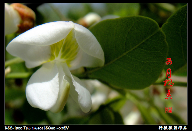 DSC00781.JPG
