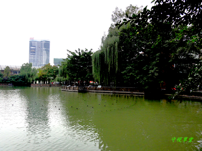 DSC00432.jpg