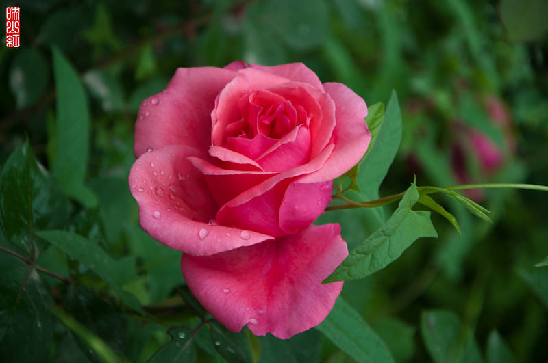 DSC_1347.jpg